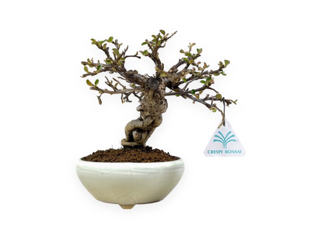 Cotoneaster Horizontalis - 19 cm 2