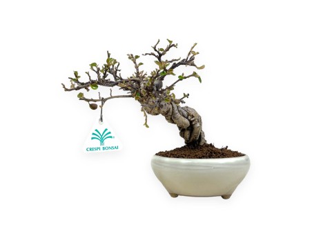 Cotoneaster Horizontalis - 19 cm