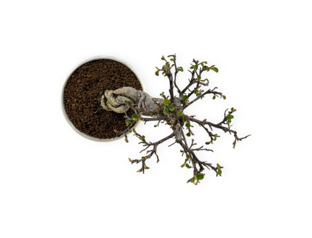 Cotoneaster Horizontalis - 19 cm