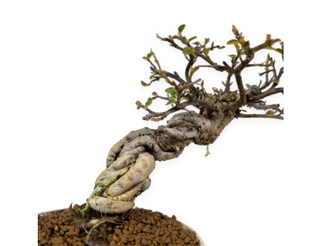 Cotoneaster Horizontalis - Cotognastro - 19 cm