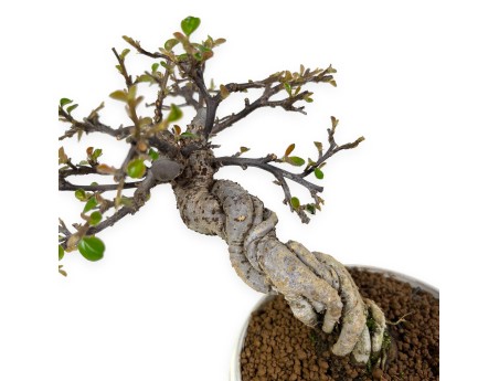 Cotoneaster Horizontalis - 19 cm