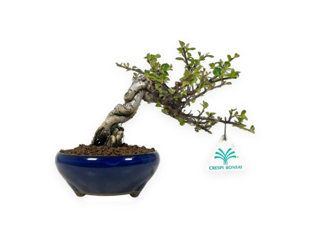 Cotoneaster Horizontalis - Cotognastro - 18 cm