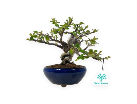 Cotoneaster Horizontalis - 18 cm
