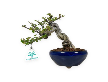 Cotoneaster Horizontalis - Cotognastro - 18 cm