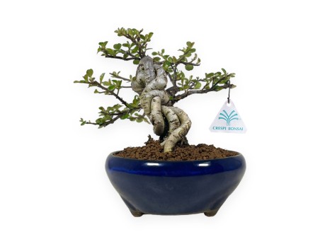 Cotoneaster Horizontalis - Cotognastro - 18 cm