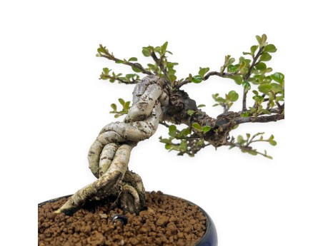 Cotoneaster Horizontalis - Cotognastro - 18 cm