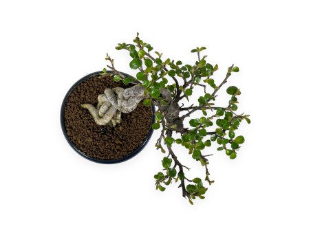 Cotoneaster Horizontalis - Cotognastro - 18 cm