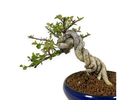 Cotoneaster Horizontalis - Cotognastro - 18 cm