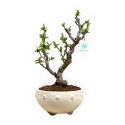 Pseudocydonia chinensis - Cognassier - 35 cm