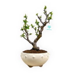 Pseudocydonia chinensis - Quince - 35 cm