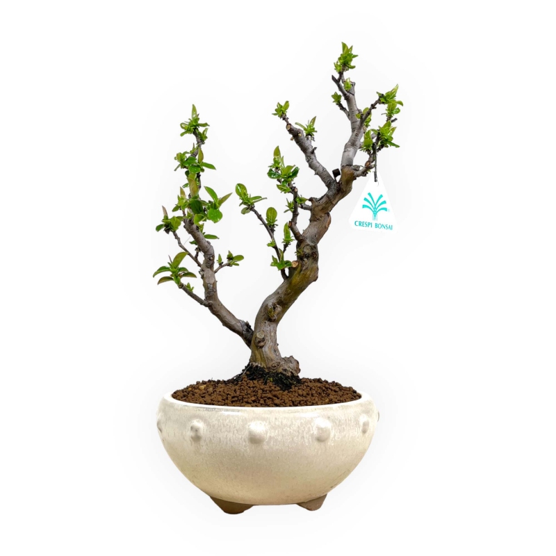 Pseudocydonia chinensis - Quitte - 35 cm