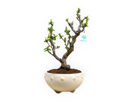 Pseudocydonia chinensis - Kweepeer - 35 cm