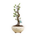 Pseudocydonia chinensis - Quitte - 35 cm