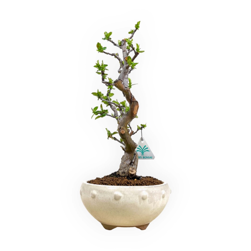 Pseudocydonia chinensis - Quitte - 35 cm