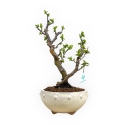 Pseudocydonia chinensis - Quitte - 35 cm
