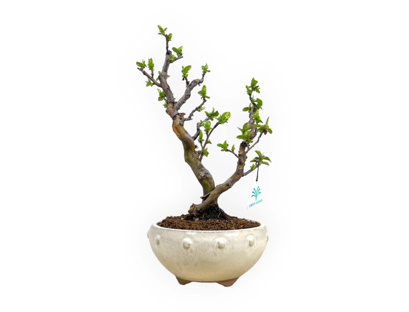 Pseudocydonia chinensis - Cognassier - 35 cm