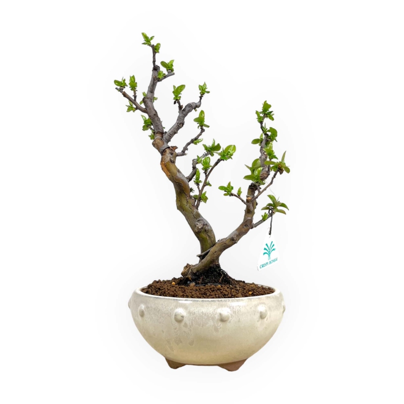 Pseudocydonia chinensis - Quitte - 35 cm