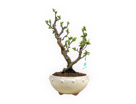 Pseudocydonia chinensis - Quince - 35 cm