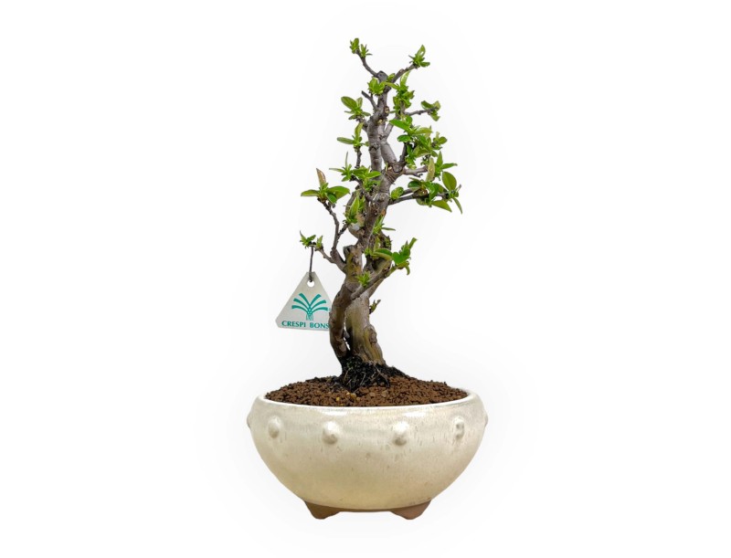 Pseudocydonia chinensis - Quince - 35 cm