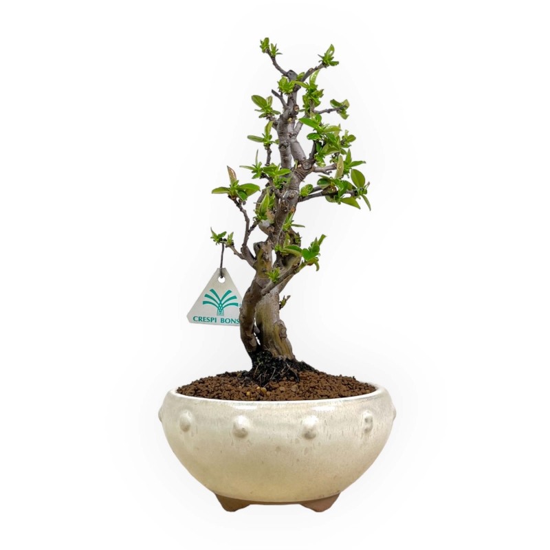 Pseudocydonia chinensis - Quitte - 35 cm