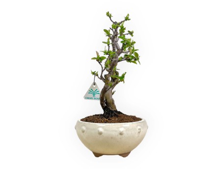 Pseudocydonia chinensis - Quitte - 35 cm