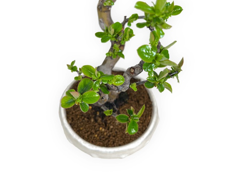 Pseudocydonia chinensis - Membrillo - 35 cm