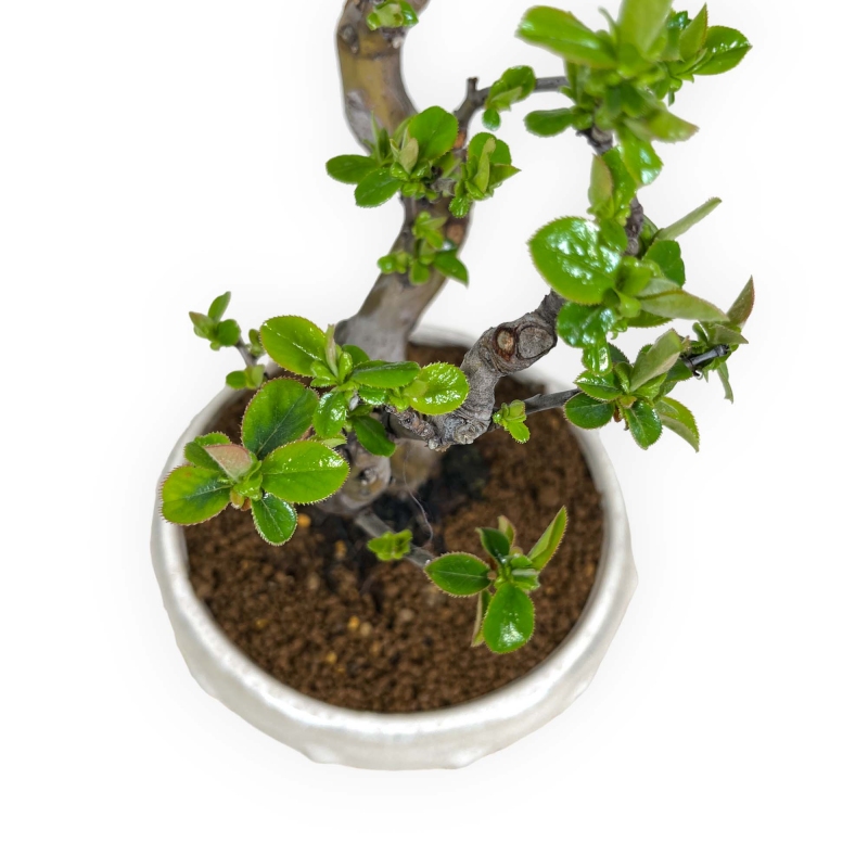 Pseudocydonia chinensis - Quitte - 35 cm