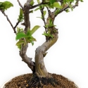 Pseudocydonia chinensis - Quitte - 35 cm