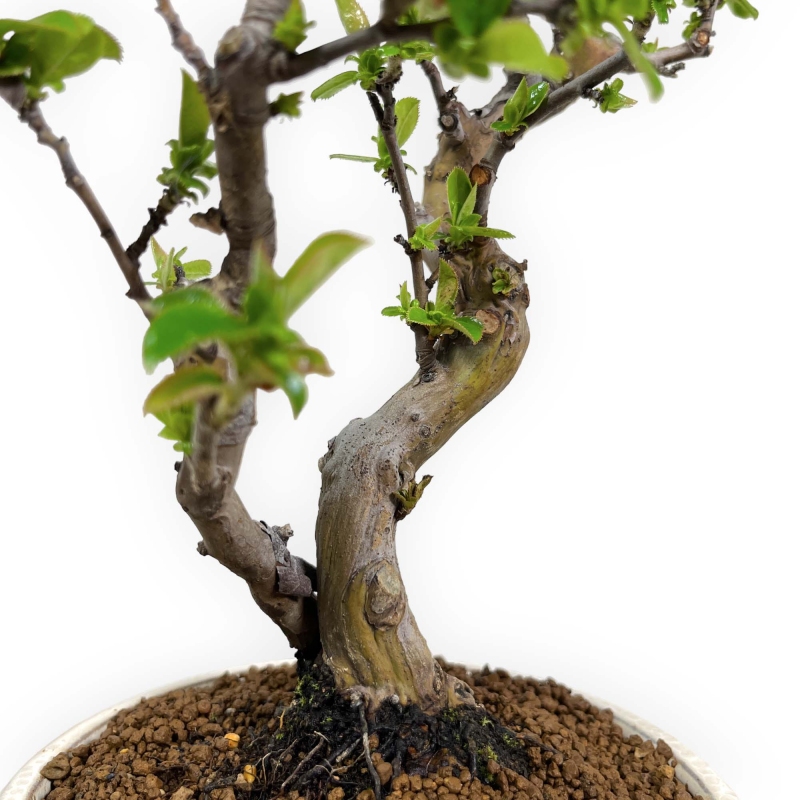 Pseudocydonia chinensis - Quitte - 35 cm
