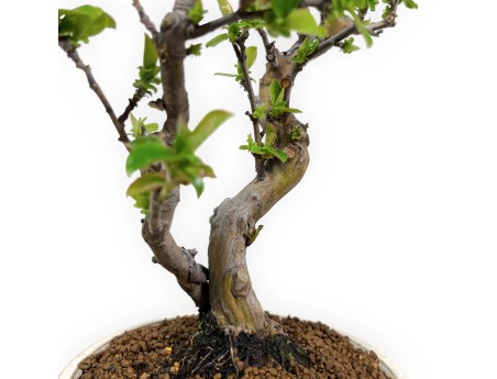 Pseudocydonia chinensis - Quitte - 35 cm