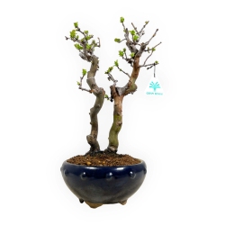 Pseudocydonia chinensis - Quince - 38 cm