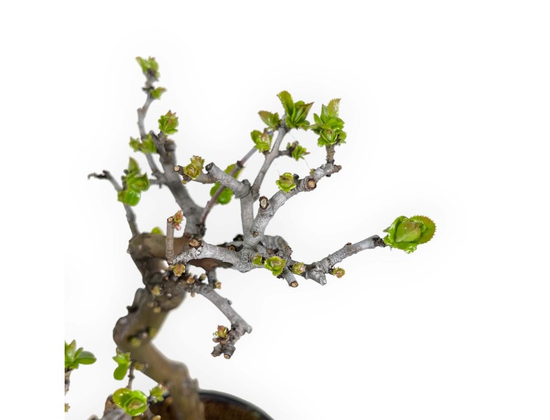 Pseudocydonia chinensis - Cotogno - 38 cm