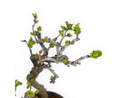 Pseudocydonia chinensis - Quitte - 38 cm