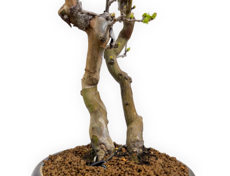 Pseudocydonia chinensis - Cognassier - 38 cm