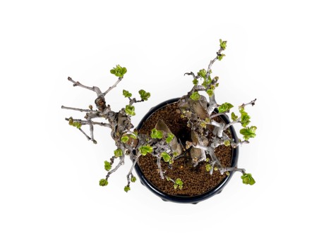 Pseudocydonia chinensis - Cognassier - 38 cm