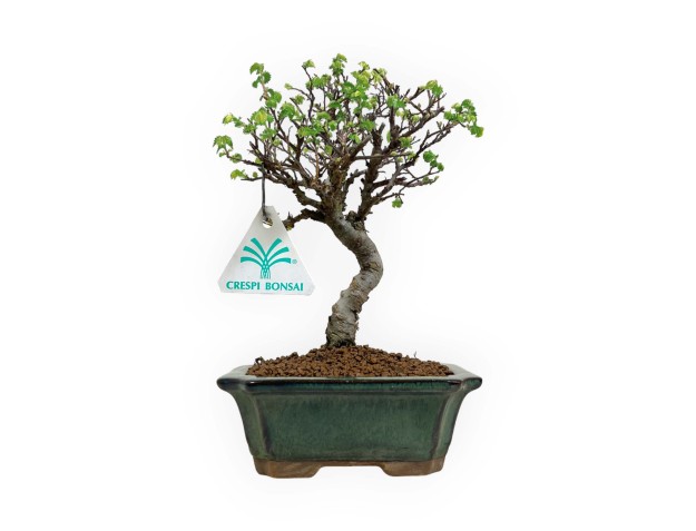 Ulmus parviflora - Elm - 20 cm