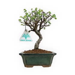 Ulmus parviflora - Olmo - 20 cm