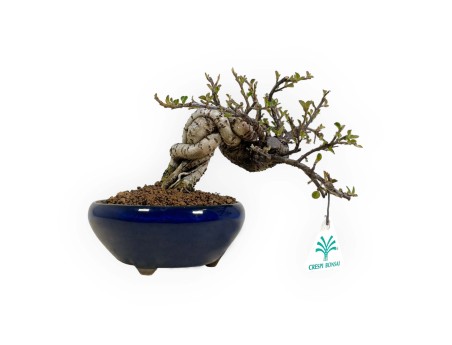 Cotoneaster Horizontalis - 17 cm