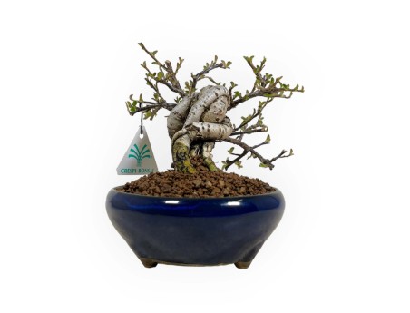 Cotoneaster Horizontalis - 17 cm