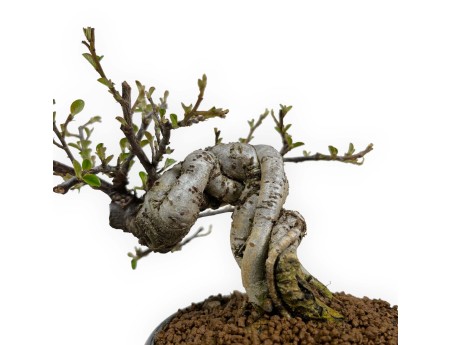 Cotoneaster Horizontalis - 17 cm