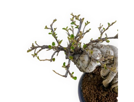 Cotoneaster Horizontalis - 17 cm