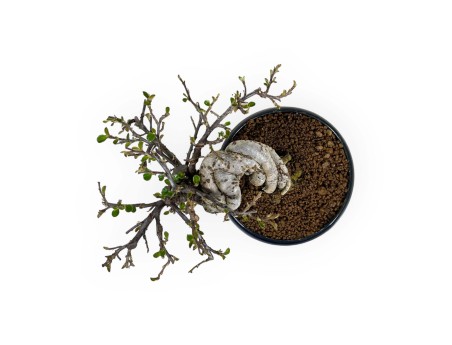 Cotoneaster Horizontalis - 17 cm