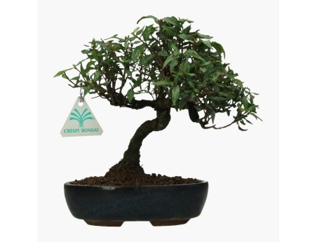 Trachelospermum asiaticum - 19 cm