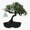 Trachelospermum asiaticum - 24 cm