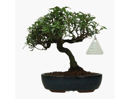 Trachelospermum asiaticum - 19 cm