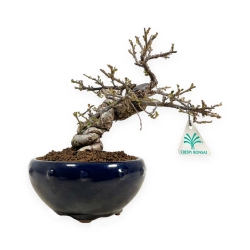 Cotoneaster Horizontalis - 25 cm