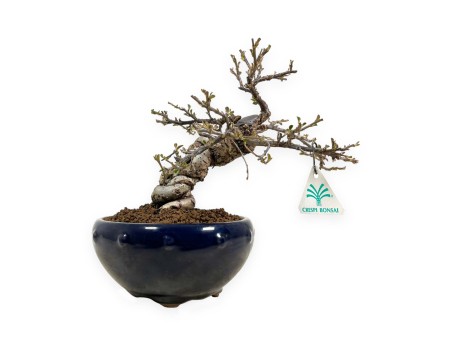 Cotoneaster Horizontalis - 25 cm