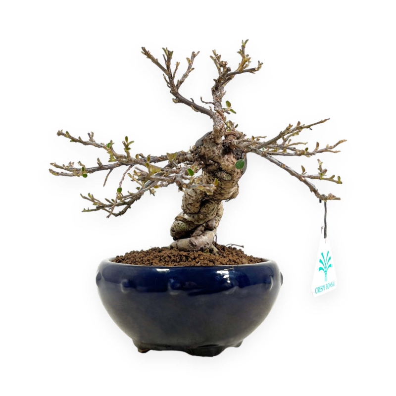 Cotoneaster Horizontalis - 25 cm