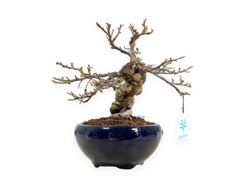 Cotoneaster Horizontalis - Cotognastro - 25 cm