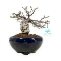 Cotoneaster Horizontalis - 25 cm